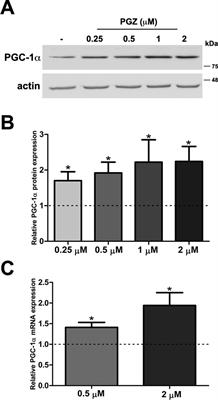 Pioglitazone Improves Mitochondrial Organization and Bioenergetics in Down Syndrome Cells